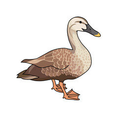 カルガモ