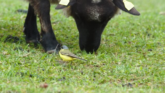 Yellow wagtails between sheep in pasture meadow grass