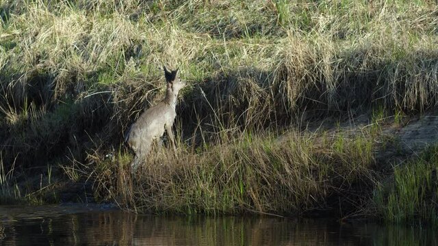 Roe deer male with horns is crossing river swimming