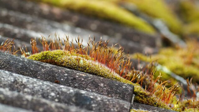An old asbestos wavy roof covered with moss close up