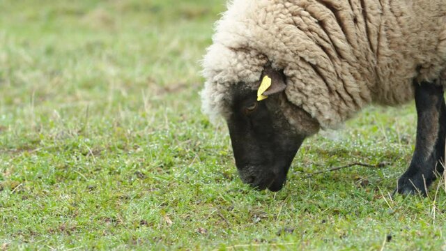 Sheep close up eating grass on pasture