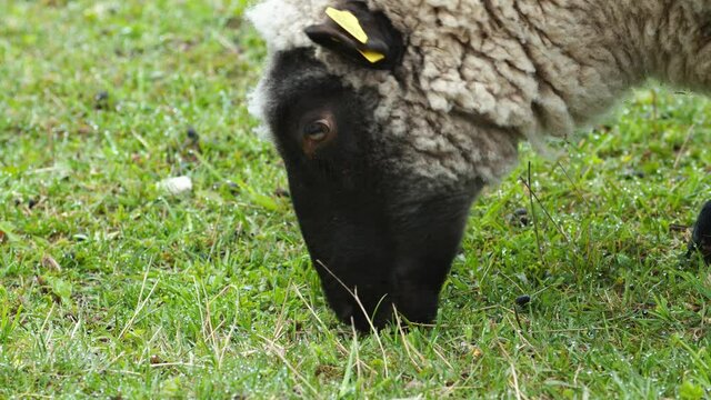 Sheep close up eating grass on pasture