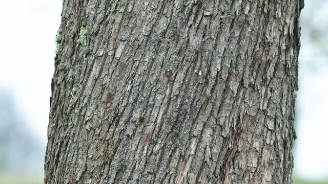 Maple bark texture vertical slow panning lifting view
