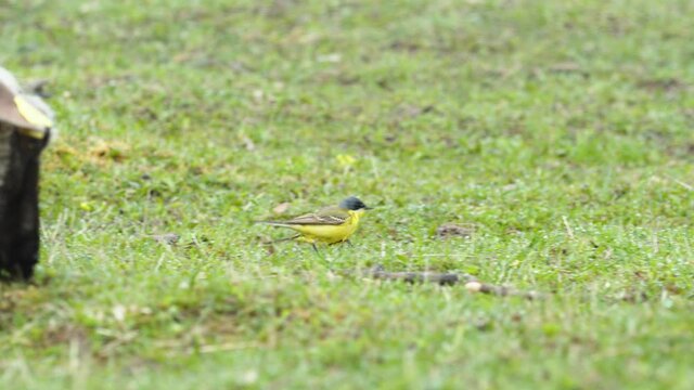 Yellow wagtails between sheep in pasture meadow grass