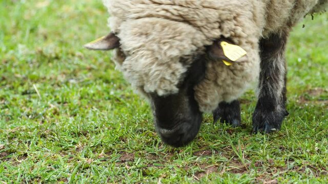 Sheep close up eating grass on pasture