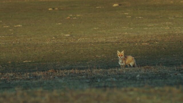 Red fox in early morning light is crossing field after hunt in spring
