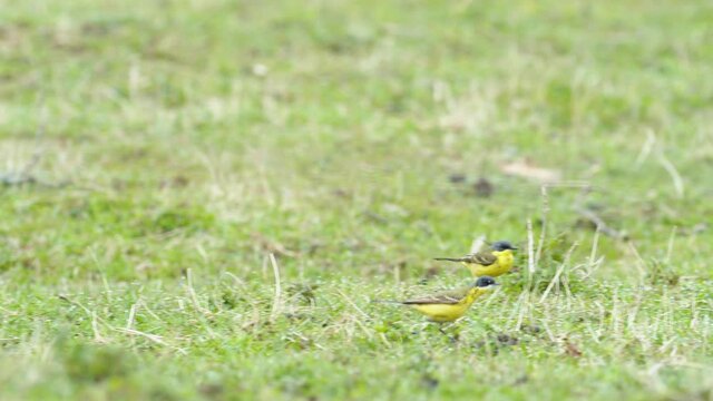 Yellow wagtails between sheep in pasture meadow grass