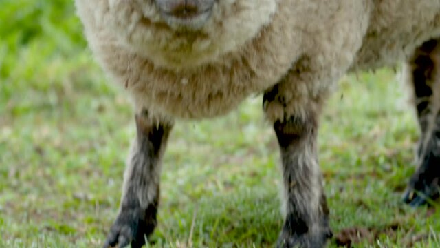 Sheep close up eating grass on pasture