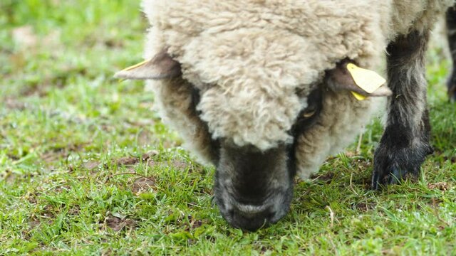 Sheep close up eating grass on pasture