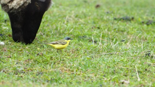 Yellow wagtails between sheep in pasture meadow grass