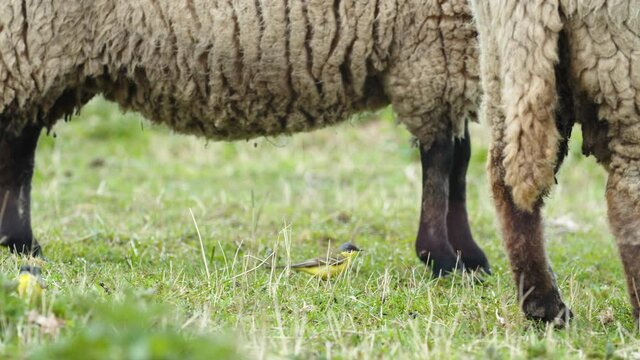 Yellow wagtails between sheep in pasture meadow grass