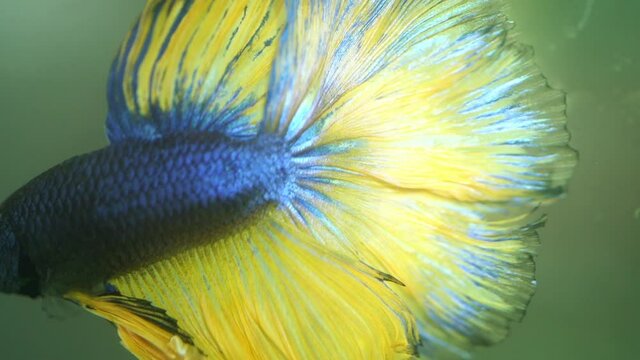 slow motion beautiful blue yellow fighting fish