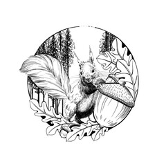 Hand drawn squirrel with acorn, sketch graphics monochrome illustration on white background © byrdyak