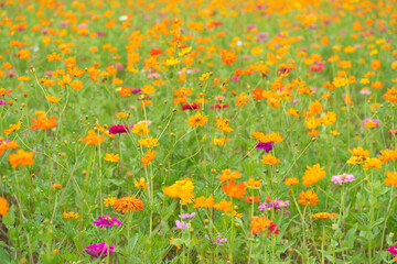 Beautiful yellow gerbera flowers sea background