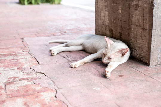A mangy and scrawny white cat sleeping outside at a sidewalk in Manila.