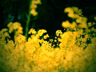 Obraz premium field of yellow flowers
