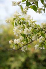 Naklejka premium blooming jasmine in the garden in the evening light