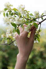 Fototapeta na wymiar hand holding a jasmine branch in the garden in the evening light