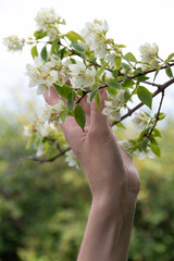 Fototapeta na wymiar hand holding a jasmine branch in the garden in the evening light