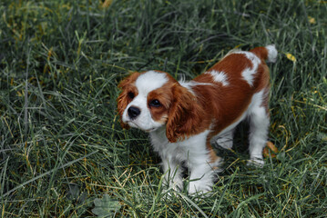 a brown brown spaniel puppy with high ears walks in the park on the grass. golden color