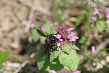 blauschwarze Holzbiene