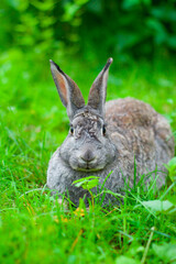 Naklejka na ściany i meble Big gray rabbit sits on the grass in the summer