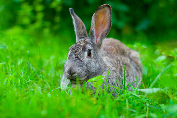 Fototapeta premium Big gray rabbit sits on the grass in the summer