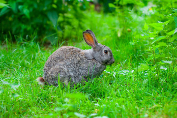 Big gray rabbit sits on the grass in the summer