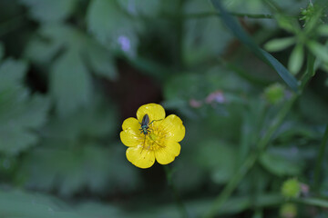 Butterblume mit Insekt