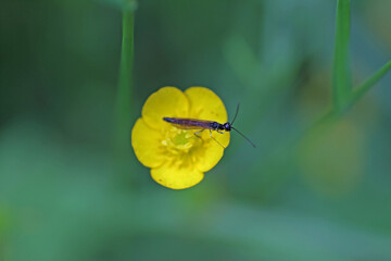 Butterblume mit Insekt