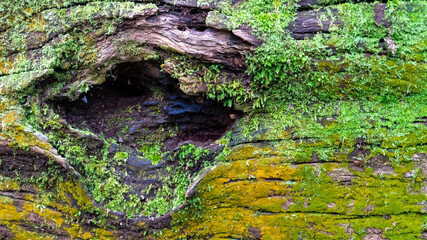 Closeup of green and yellow moss growing on an old dead log on the forest floor. Currumbin Valley, Queensland, Australia.