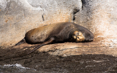 A giant sea lion lounges on rocks in the Sea of Cortez in Loreto, Mexico
