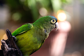 Perico parado sobre un tronco