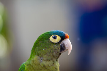 Perfil de un perico 
