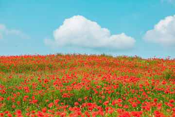 view of the field with blooming poppy flowers