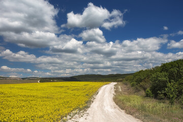 Rural road, yellow rapeseed field (Brassica napus) and a blue sky with white clouds. Beautiful landscape with blooming rapeseed field, road and blue sky.