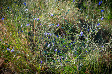 flor silvestre de colores en verano en el campo	