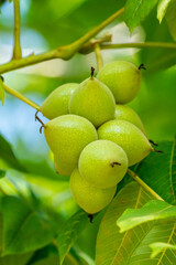 Green walnuts on a tree. A lot of nuts on a tree