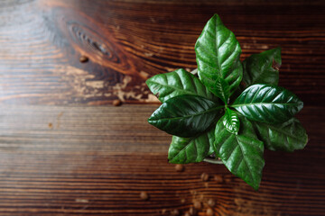 A young green coffee tree plant in an iron pot stands on a wooden table. Near the pot are coffee beans. Flat lay. Copy space.