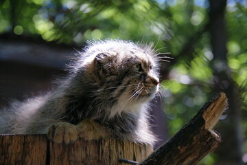 Pallas's cat (Manul)