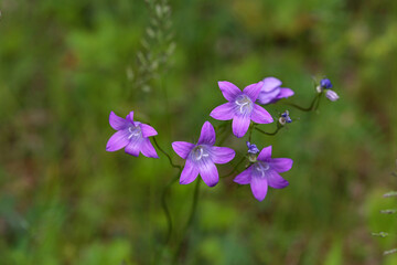 Wildflowers on a blurred green meadow background