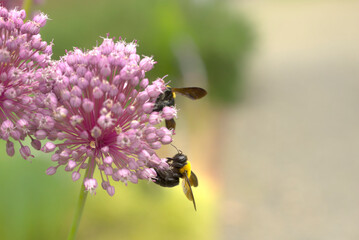 にんにくの花と蜂