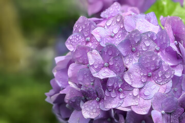 Obraz premium 雨上がりの紫陽花 Hydrangea