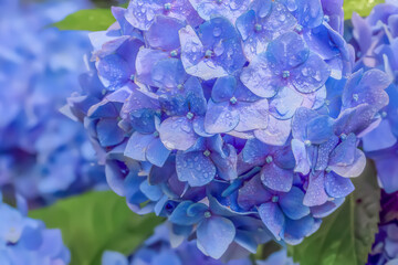 雨上がりの紫陽花　Hydrangea