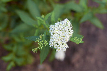 small white flowers on a green Bush in summer
