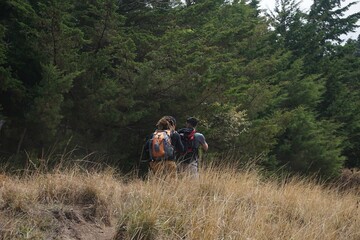 hikers walking through a forest