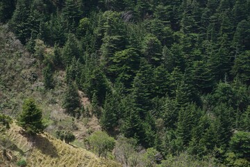 forest in the mountains