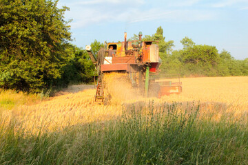 Fototapeta premium combine harvester on wheat field