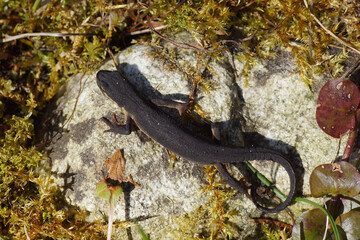 A smooth newt, common newt (Lissotriton vulgaris) on a stone in the moss near pond. Family Salamandridae. Bergen, Netherlands, April 5, 2020.  