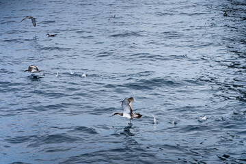 bullers sheer-water in the ocean